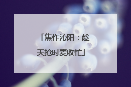 焦作沁阳：趁天抢时麦收忙
