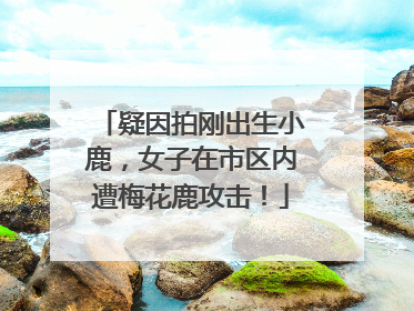 疑因拍刚出生小鹿，女子在市区内遭梅花鹿攻击！