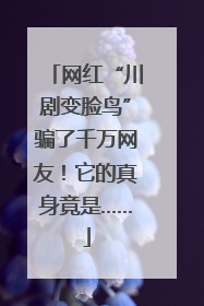 网红“川剧变脸鸟”骗了千万网友！它的真身竟是……