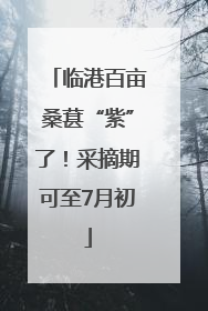 临港百亩桑葚“紫”了！采摘期可至7月初