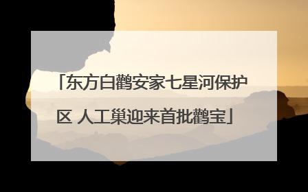 东方白鹳安家七星河保护区 人工巢迎来首批鹳宝