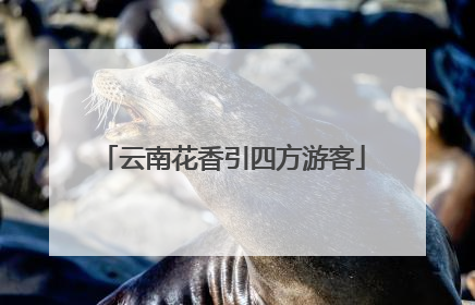 云南花香引四方游客