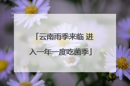 云南雨季来临 进入一年一度吃菌季