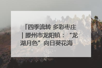 四季流转 多彩枣庄｜滕州市龙阳镇：“龙湖月色”向日葵花海 绘就乡村振兴新画卷