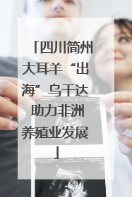 四川简州大耳羊“出海”乌干达 助力非洲养殖业发展