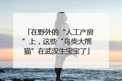 在野外的“人工产房”上，这些“鸟类大熊猫”在武汉生宝宝了