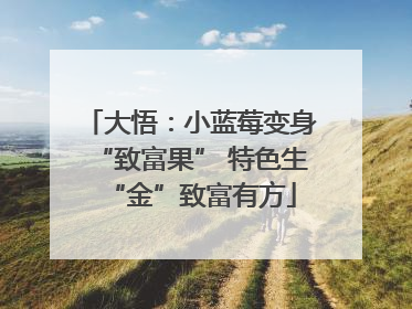 大悟：小蓝莓变身“致富果” 特色生“金”致富有方