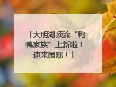 大明湖顶流“鸭鸭家族”上新啦！速来围观！