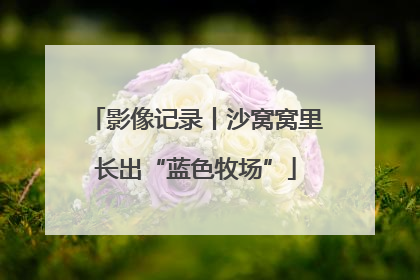 影像记录丨沙窝窝里长出“蓝色牧场”