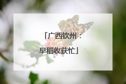 广西钦州：早稻收获忙
