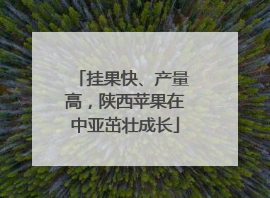 挂果快、产量高，陕西苹果在中亚茁壮成长