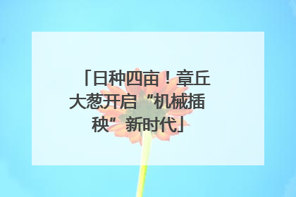 日种四亩！章丘大葱开启“机械插秧”新时代