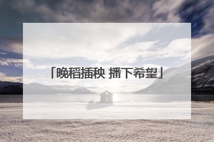 晚稻插秧 播下希望