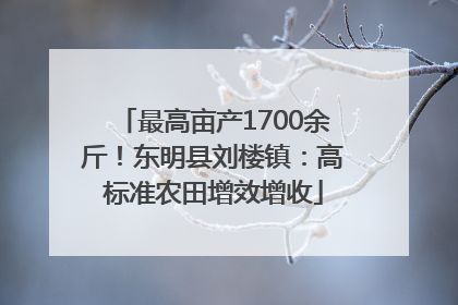 最高亩产1700余斤！东明县刘楼镇：高标准农田增效增收