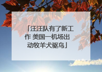汪汪队有了新工作 美国一机场出动牧羊犬驱鸟