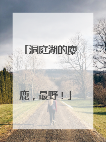 洞庭湖的麋鹿，最野！