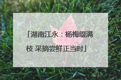 湖南江永：杨梅缀满枝 采摘尝鲜正当时