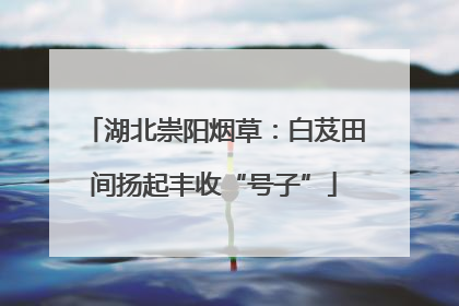 湖北崇阳烟草：白芨田间扬起丰收“号子”