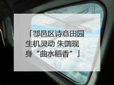 鄠邑区诗意田园生机灵动 朱鹮现身“曲水稻香”