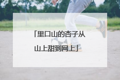 里口山的杏子从山上甜到网上