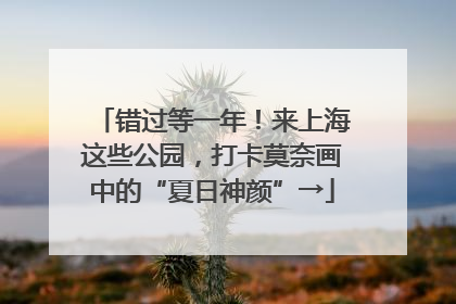 错过等一年！来上海这些公园，打卡莫奈画中的“夏日神颜”→