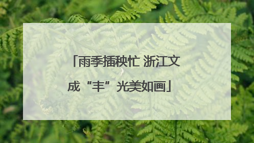 雨季插秧忙 浙江文成“丰”光美如画