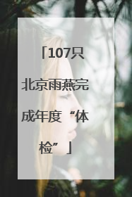 107只北京雨燕完成年度“体检”